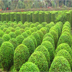 小葉女貞造型藝術 從盆景到城市綠化的生態美學實踐